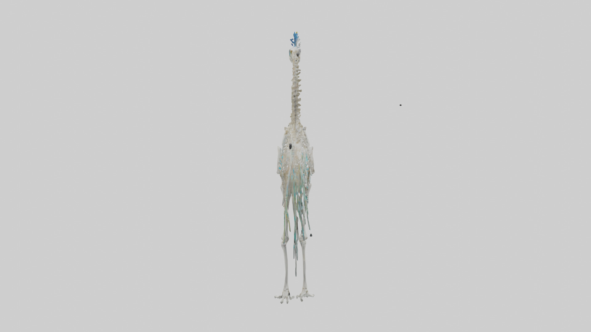 Peafowl Skeleton model Low-poly 3D model_13