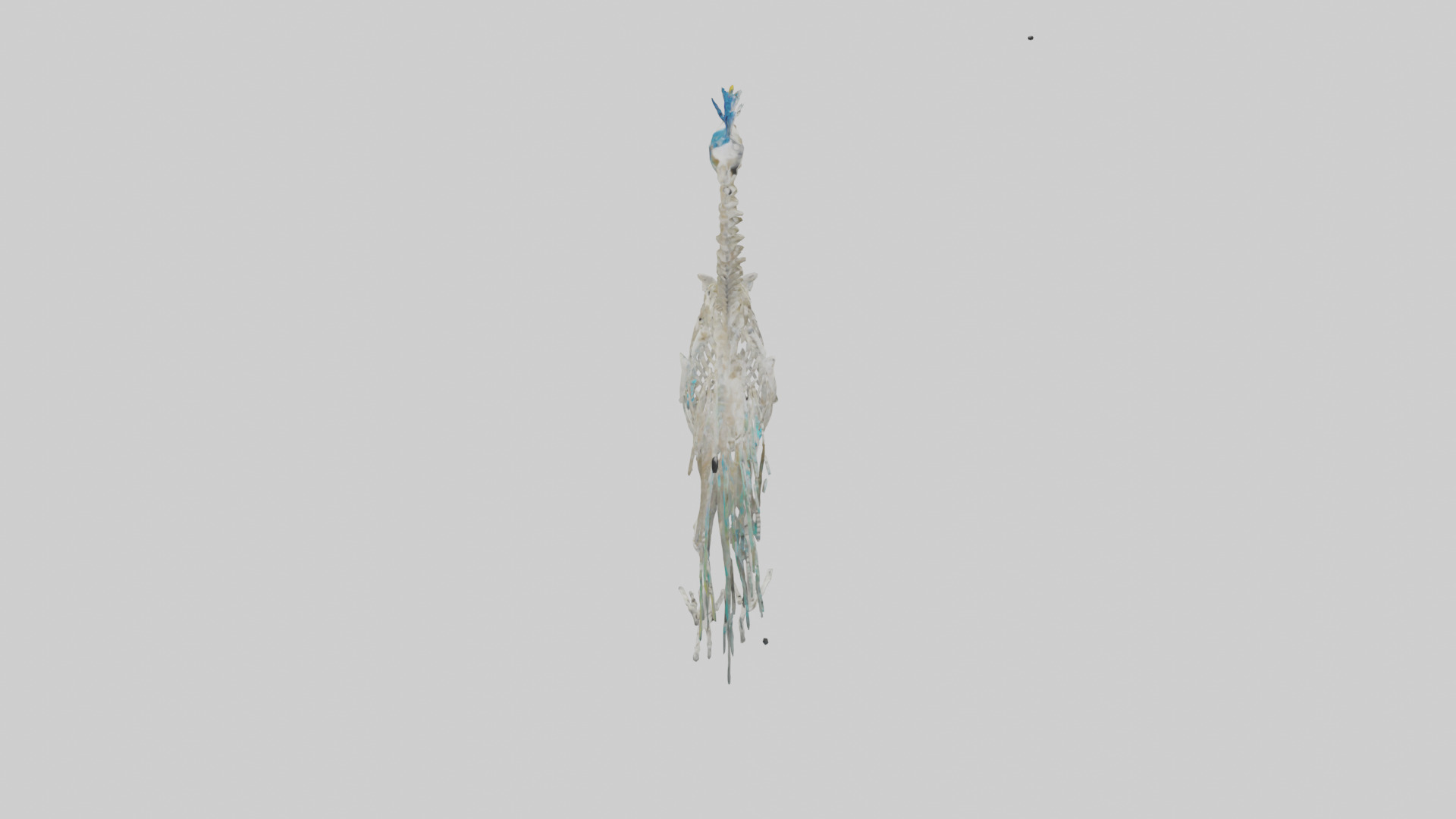 Peafowl Skeleton model Low-poly 3D model_18