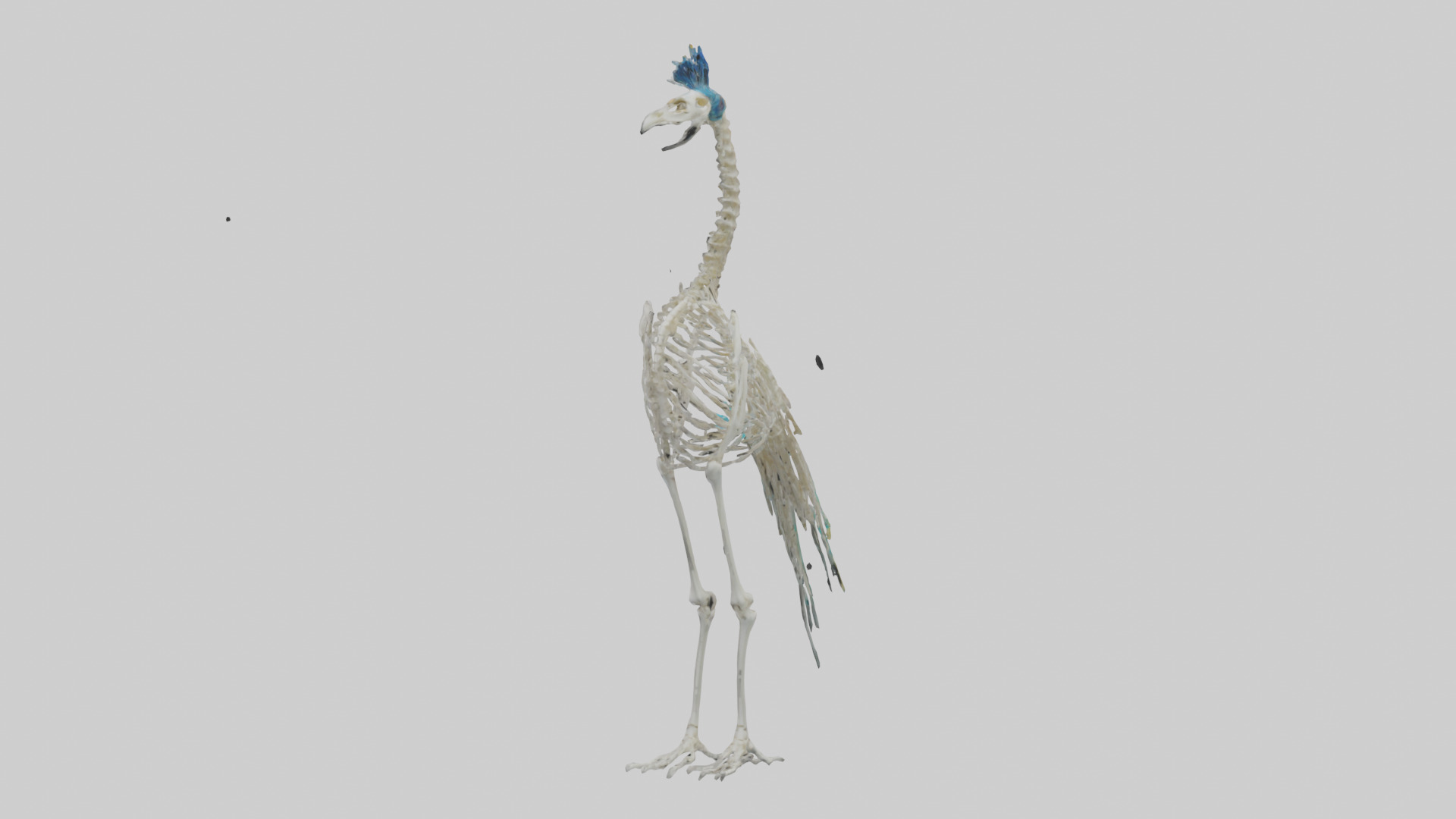 Peafowl Skeleton model Low-poly 3D model_1