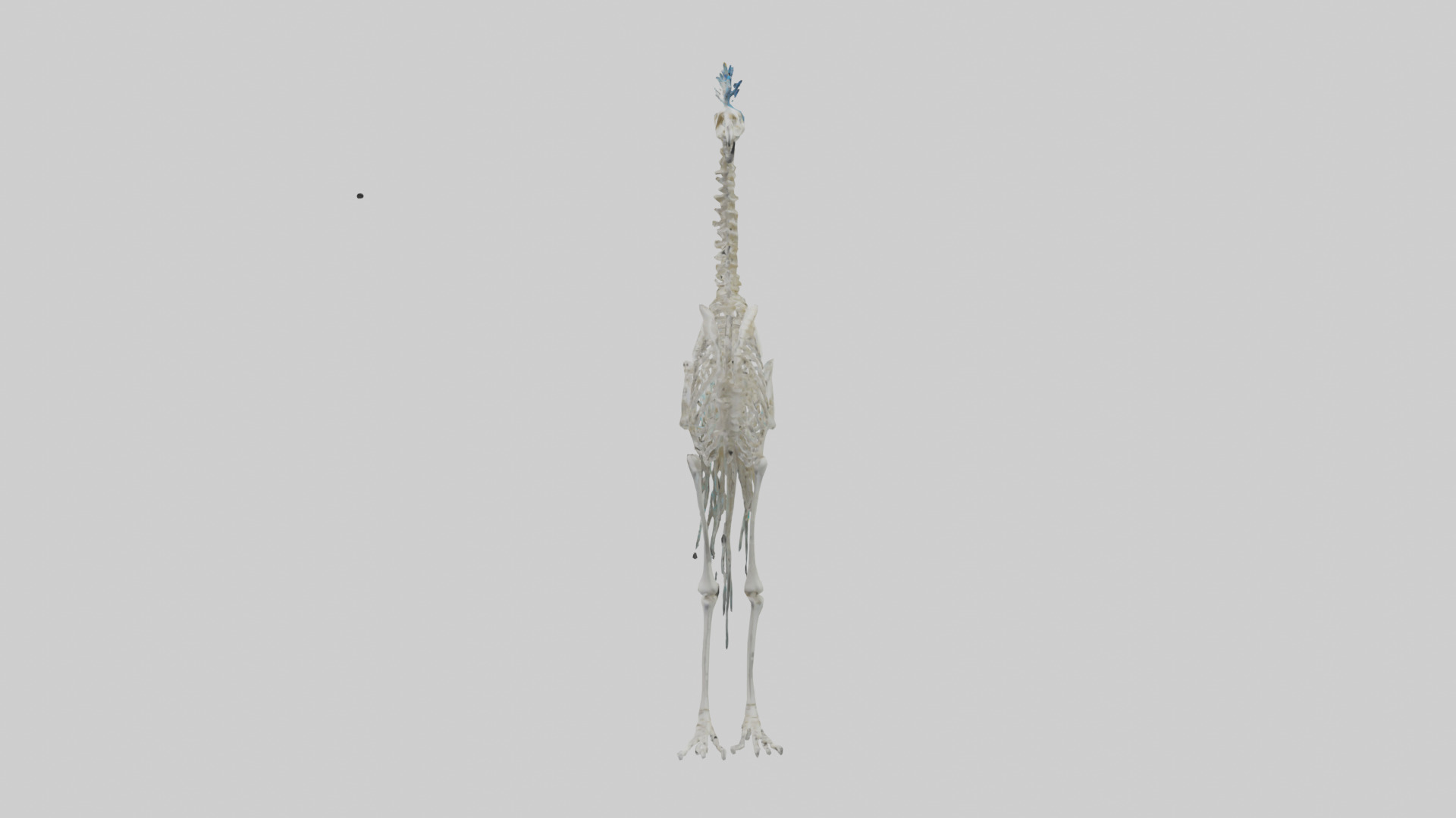 Peafowl Skeleton model Low-poly 3D model_12