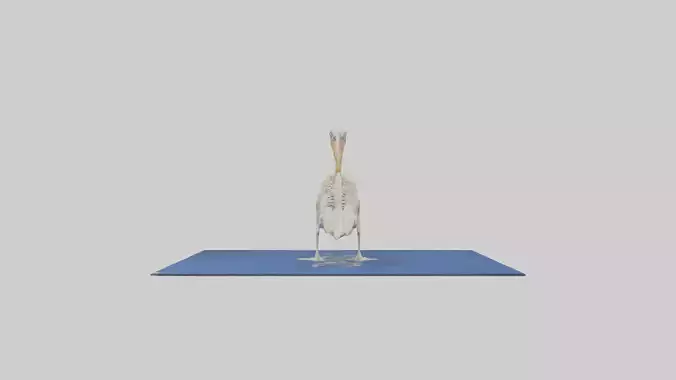 Pelican Skeleton model Low-poly 3D model