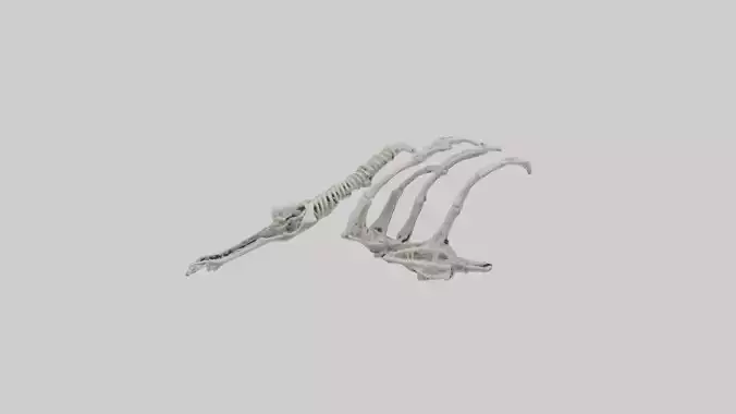 Penguin Flipper Skeleton model