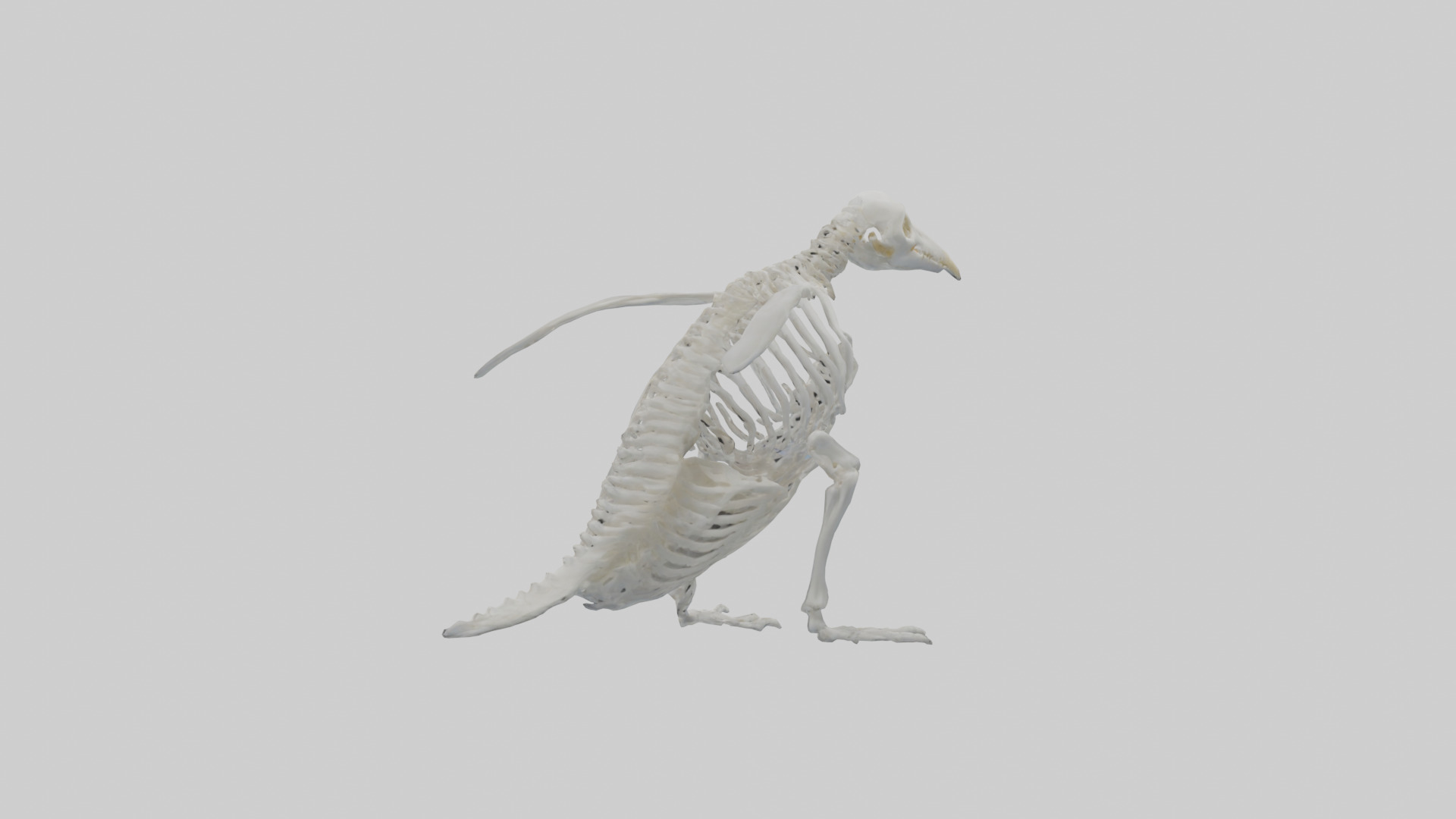enguin Skeleton model Low-poly 3D model_1