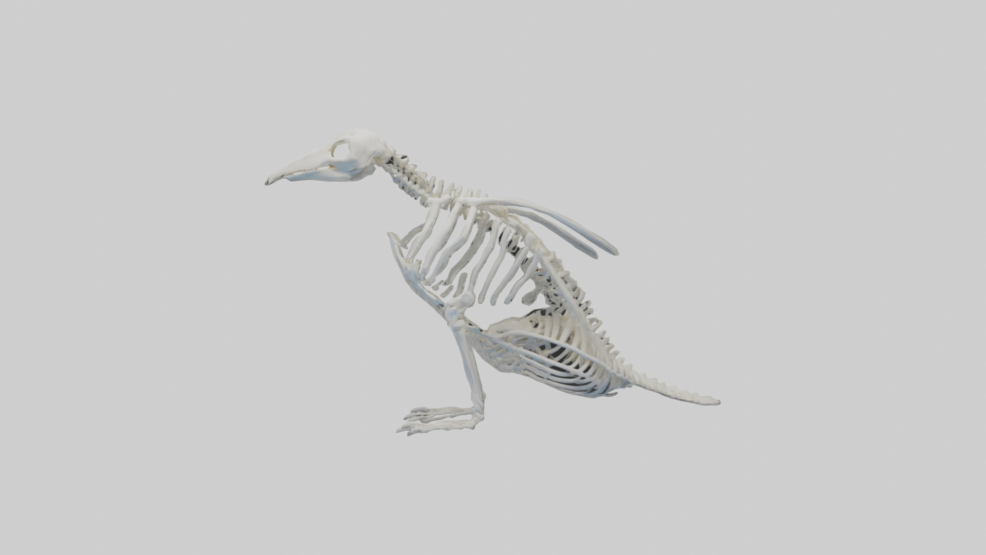 enguin Skeleton model Low-poly 3D model_9