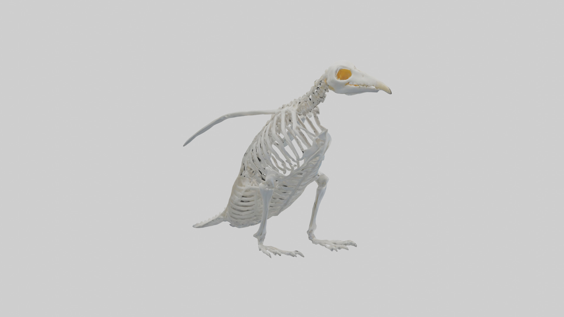 enguin Skeleton model Low-poly 3D model_2