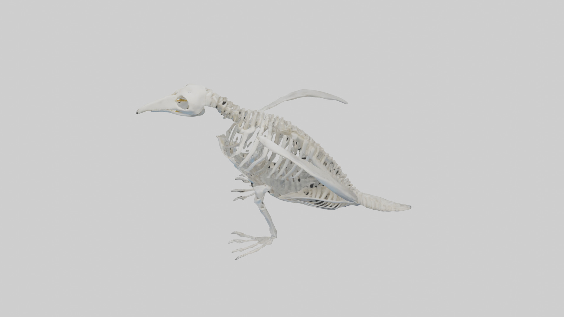 enguin Skeleton model Low-poly 3D model_16