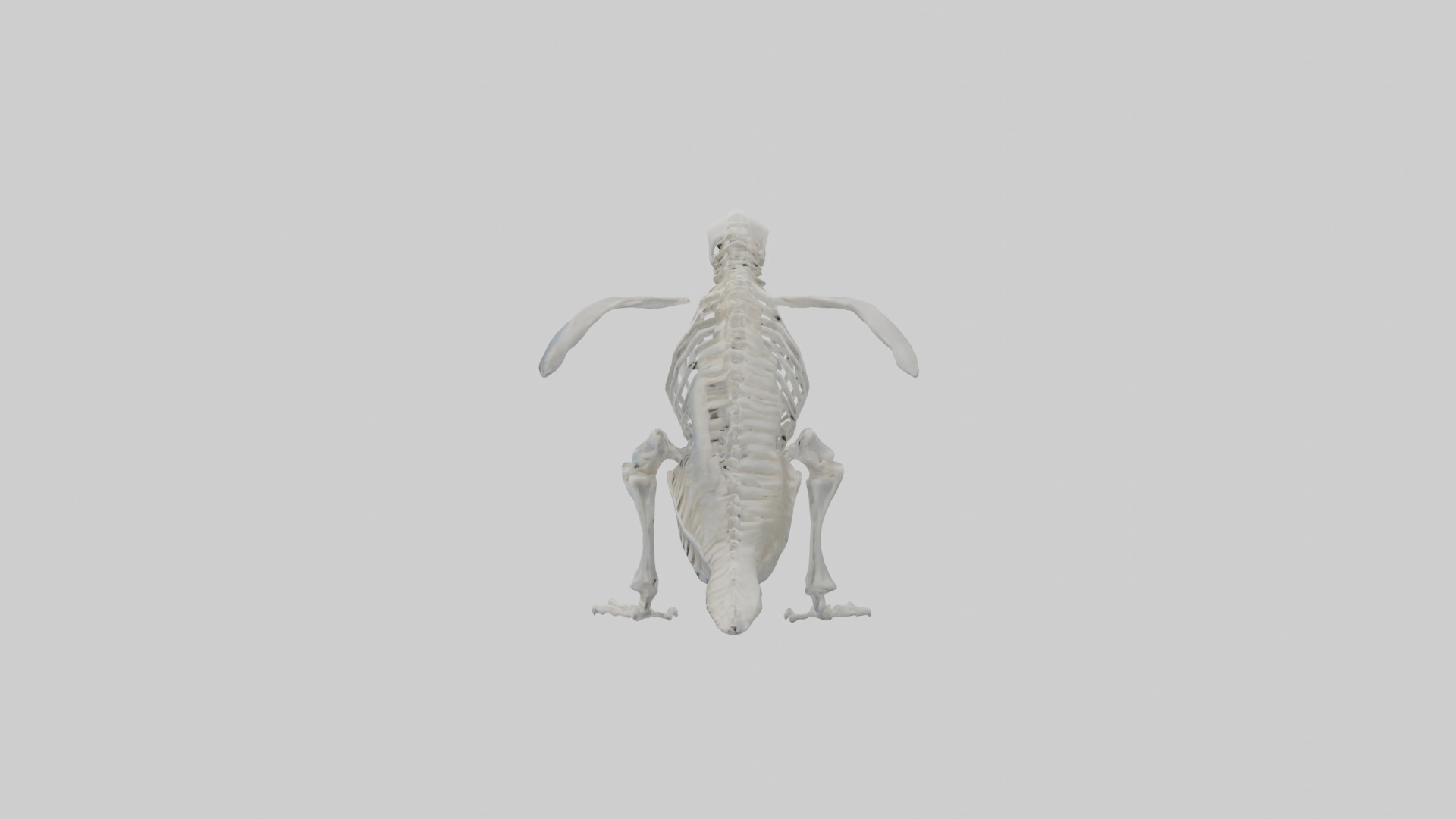 enguin Skeleton model Low-poly 3D model_12
