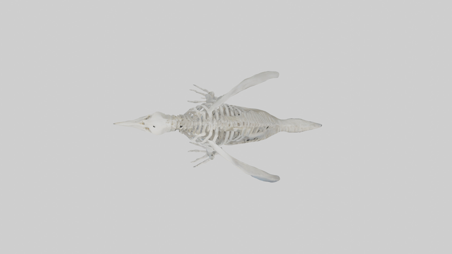 enguin Skeleton model Low-poly 3D model_14