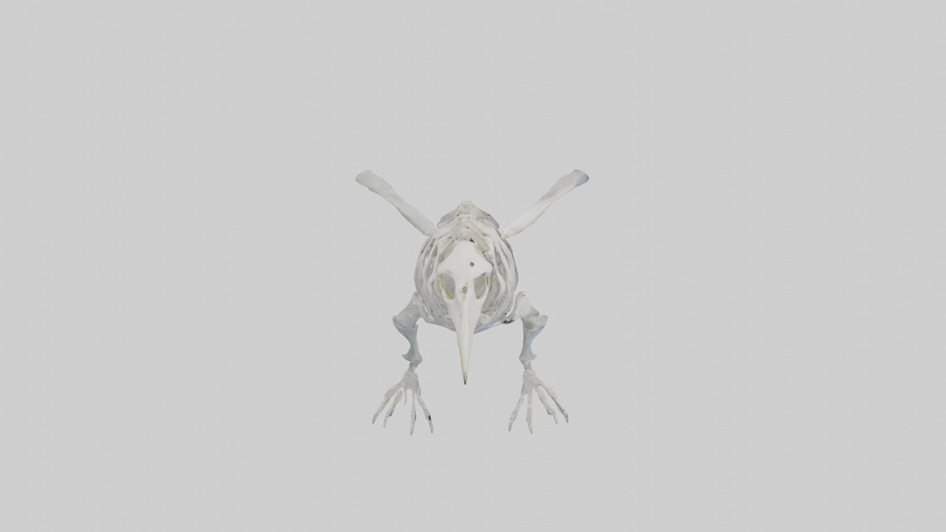 enguin Skeleton model Low-poly 3D model_18