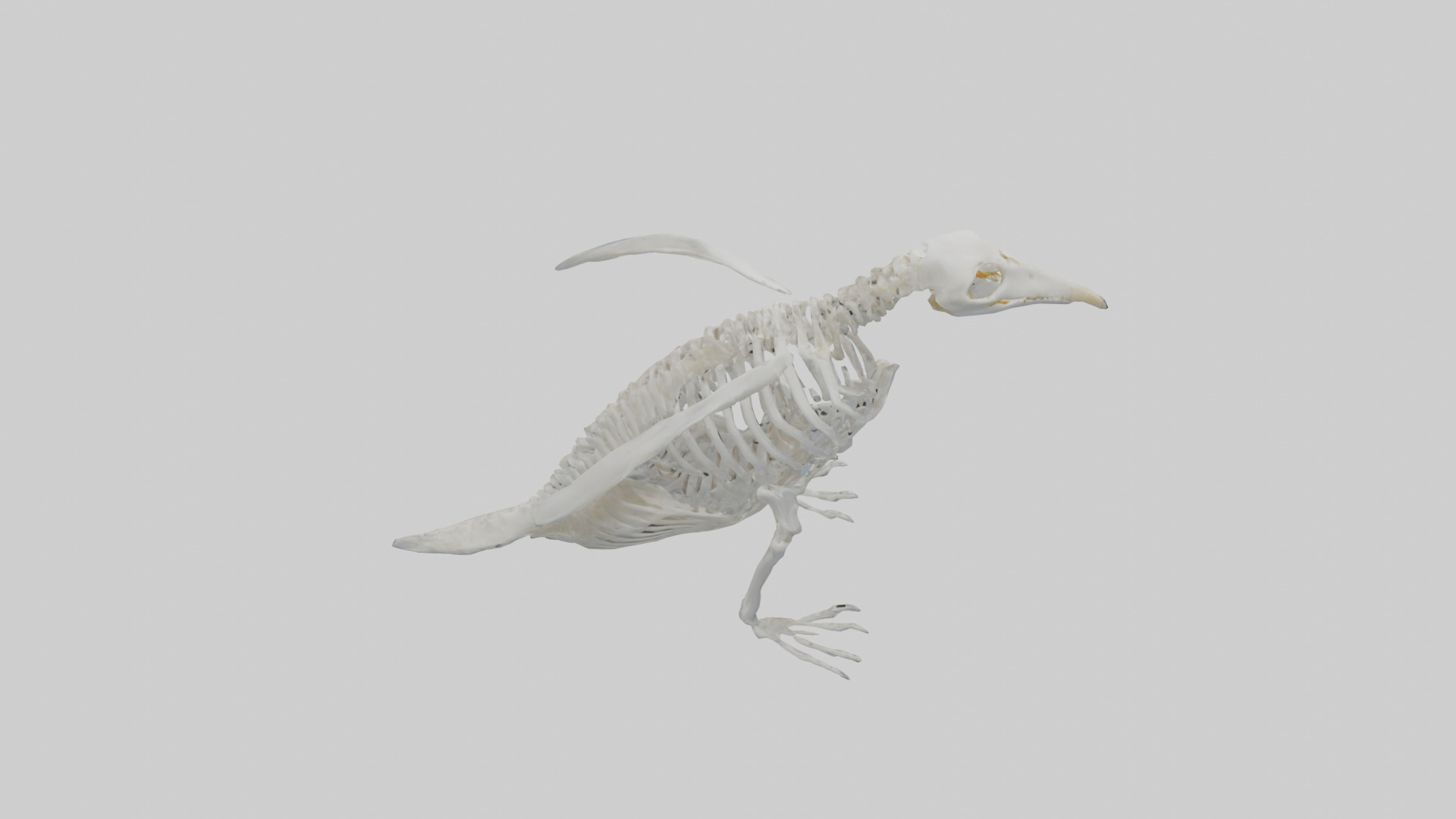 enguin Skeleton model Low-poly 3D model_15
