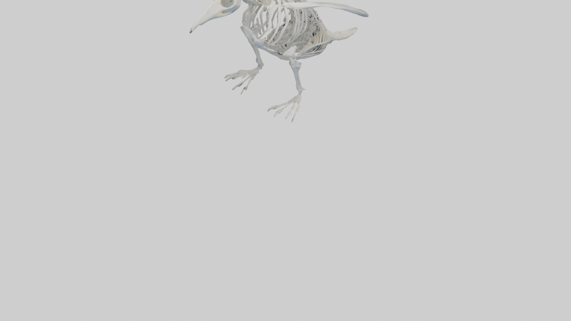 enguin Skeleton model Low-poly 3D model_6