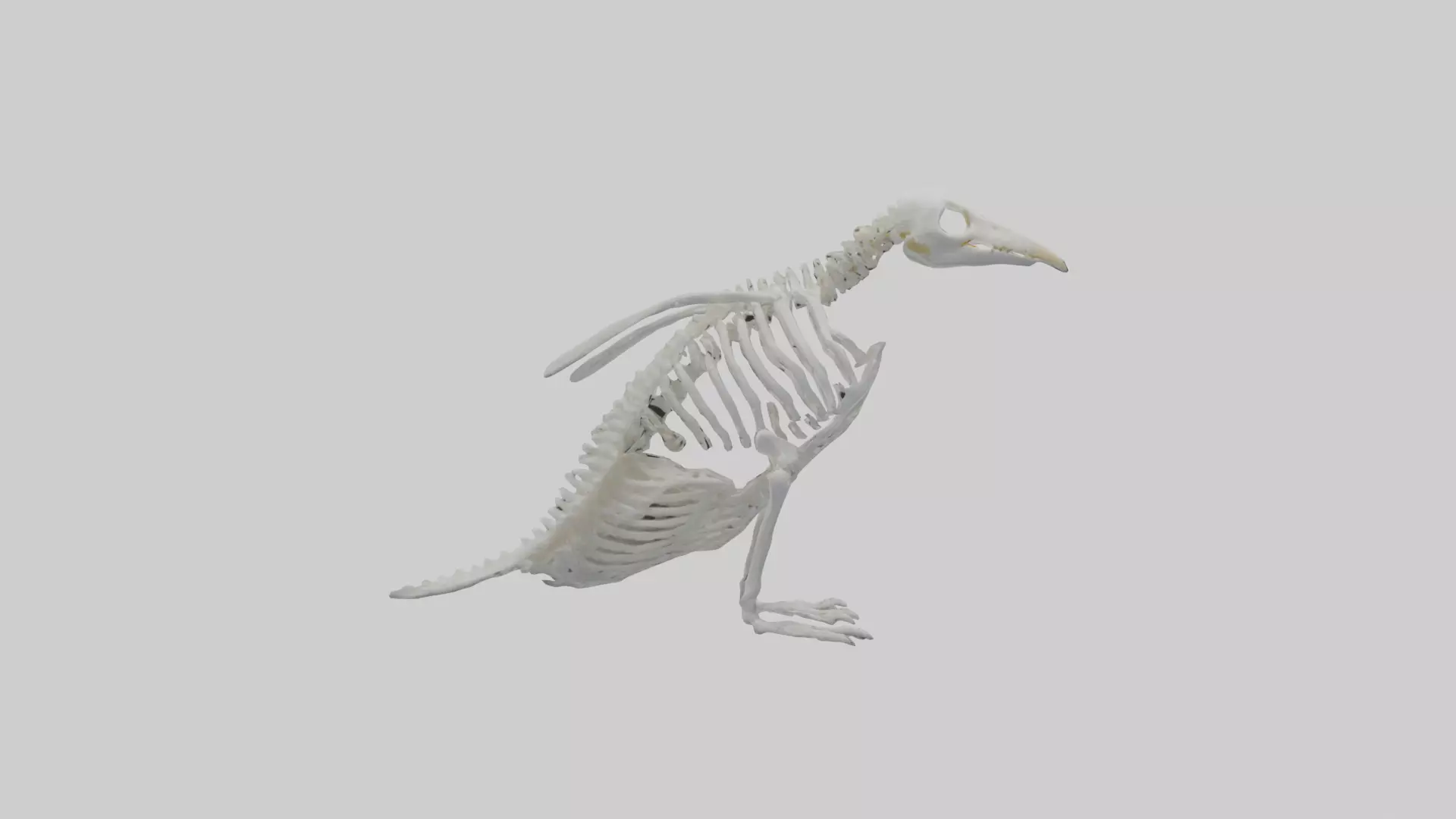 enguin Skeleton model Low-poly 3D model_0