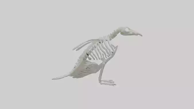 enguin Skeleton model