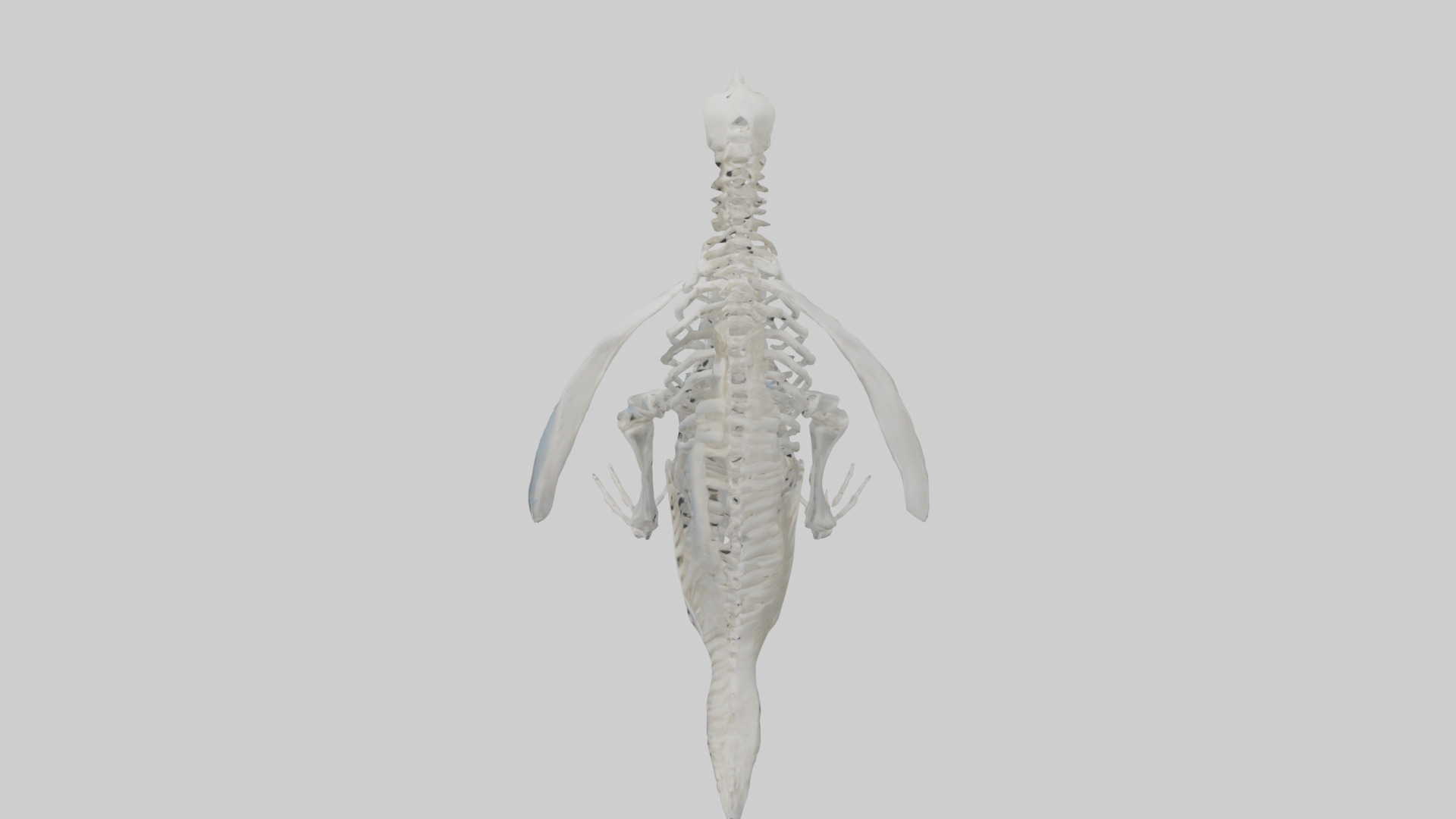 enguin Skeleton model Low-poly 3D model_17
