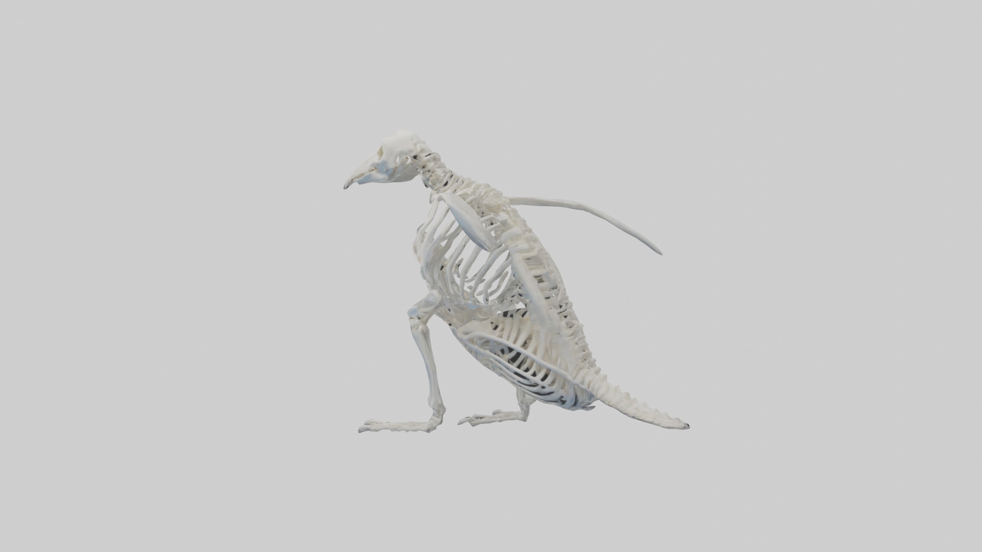 enguin Skeleton model Low-poly 3D model_10