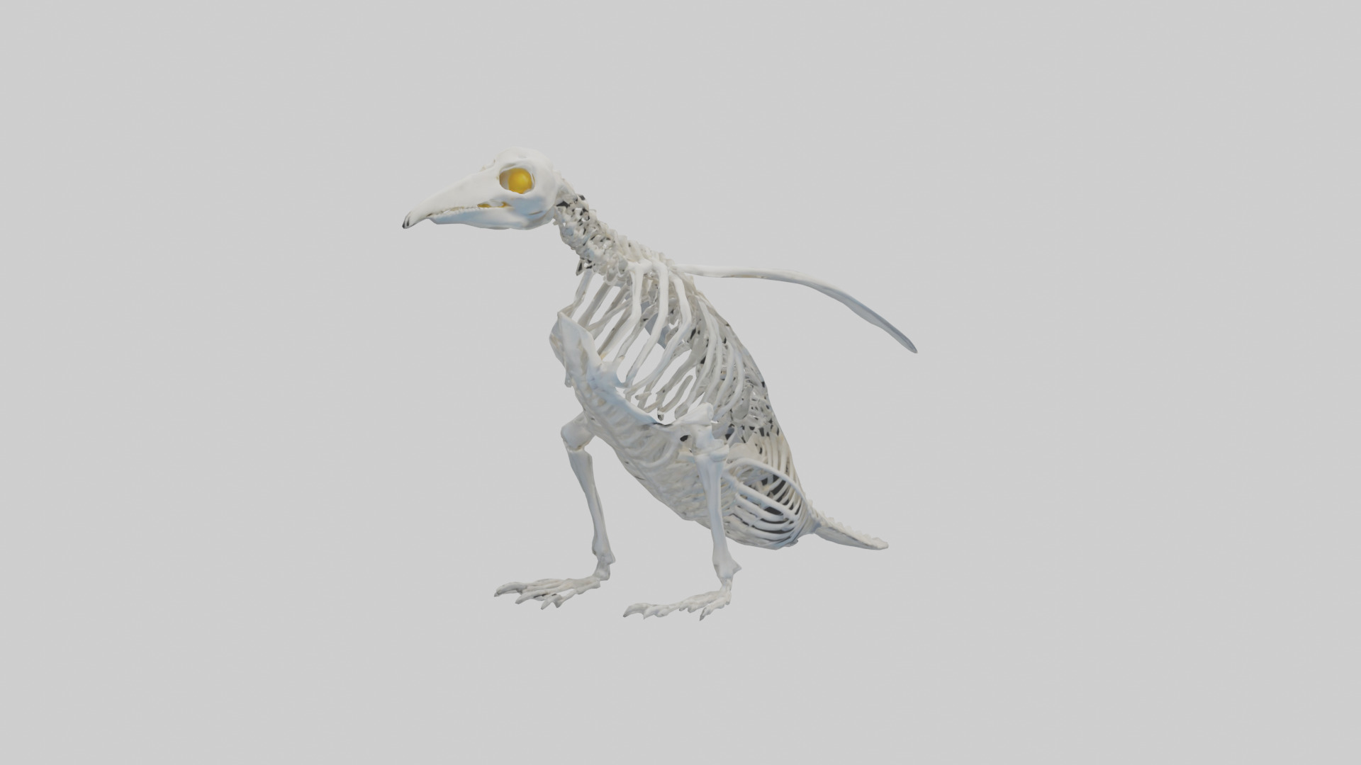 enguin Skeleton model Low-poly 3D model_7