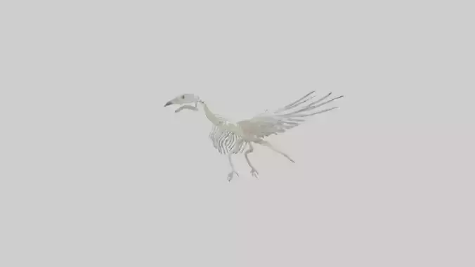 Pigeon Skeleton model Low-poly 3D model