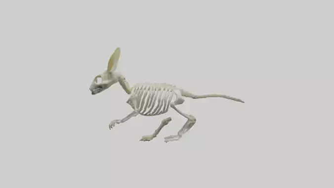 Pika Skeleton model