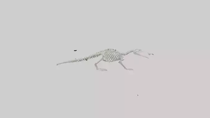 Platypus Skeleton model