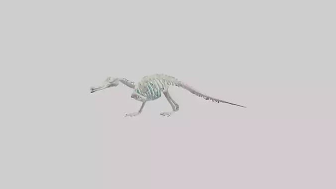 Platypus Skeleton model 2
