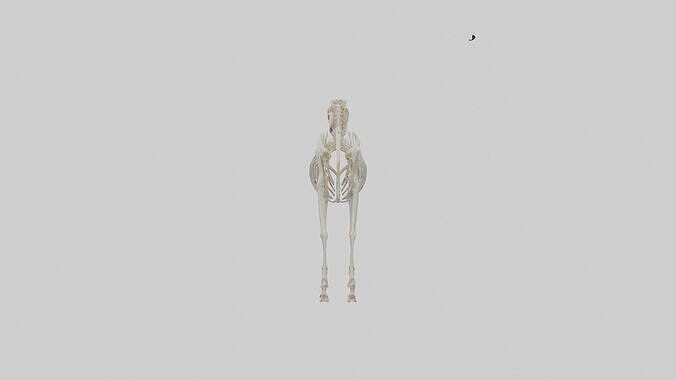 Pleistocene Horse Skeleton model Low-poly 3D model
