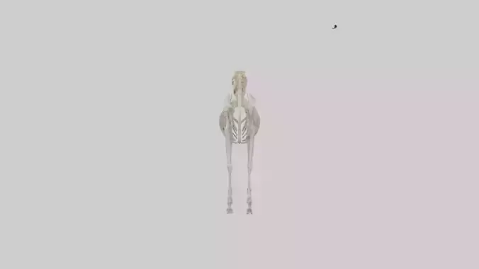 Pleistocene Horse Skeleton model