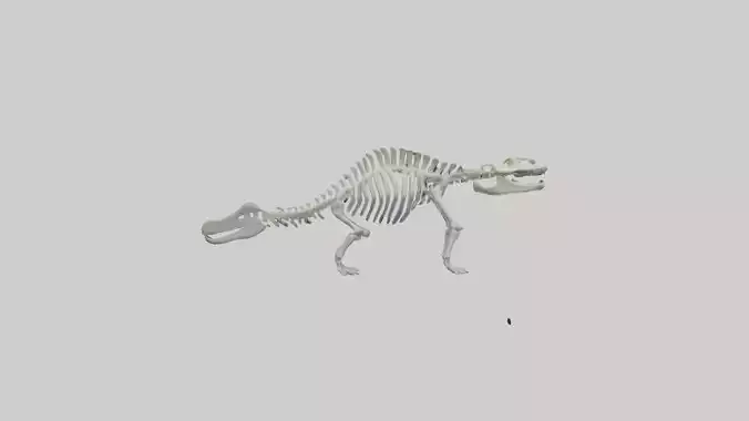 Plesiosaur Skeleton model