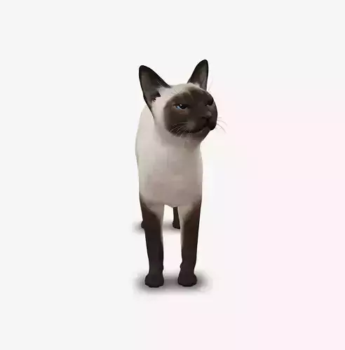 cat Siamese 3D model