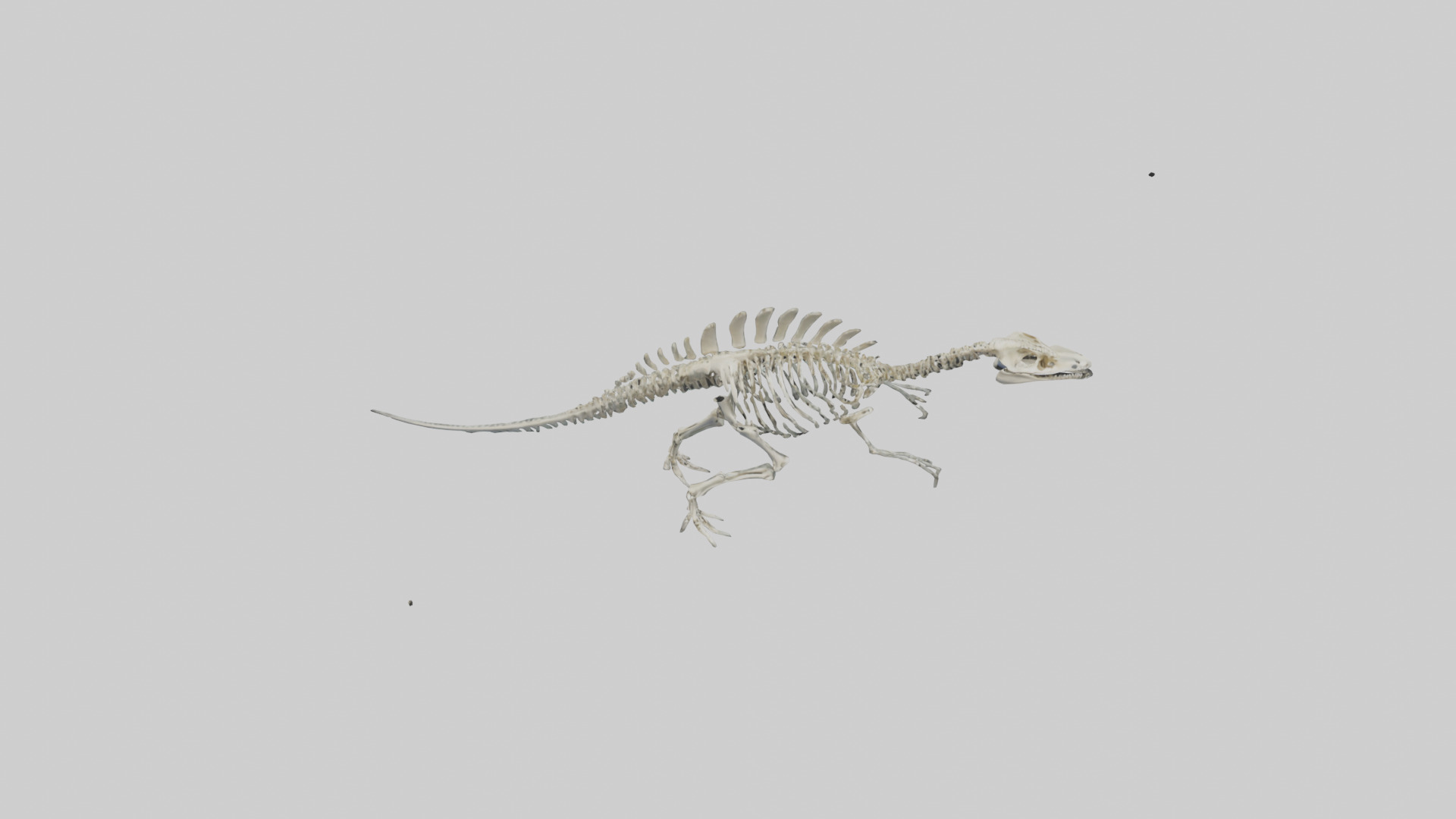 Plesiosaurus Skeleton model Low-poly 3D model_15