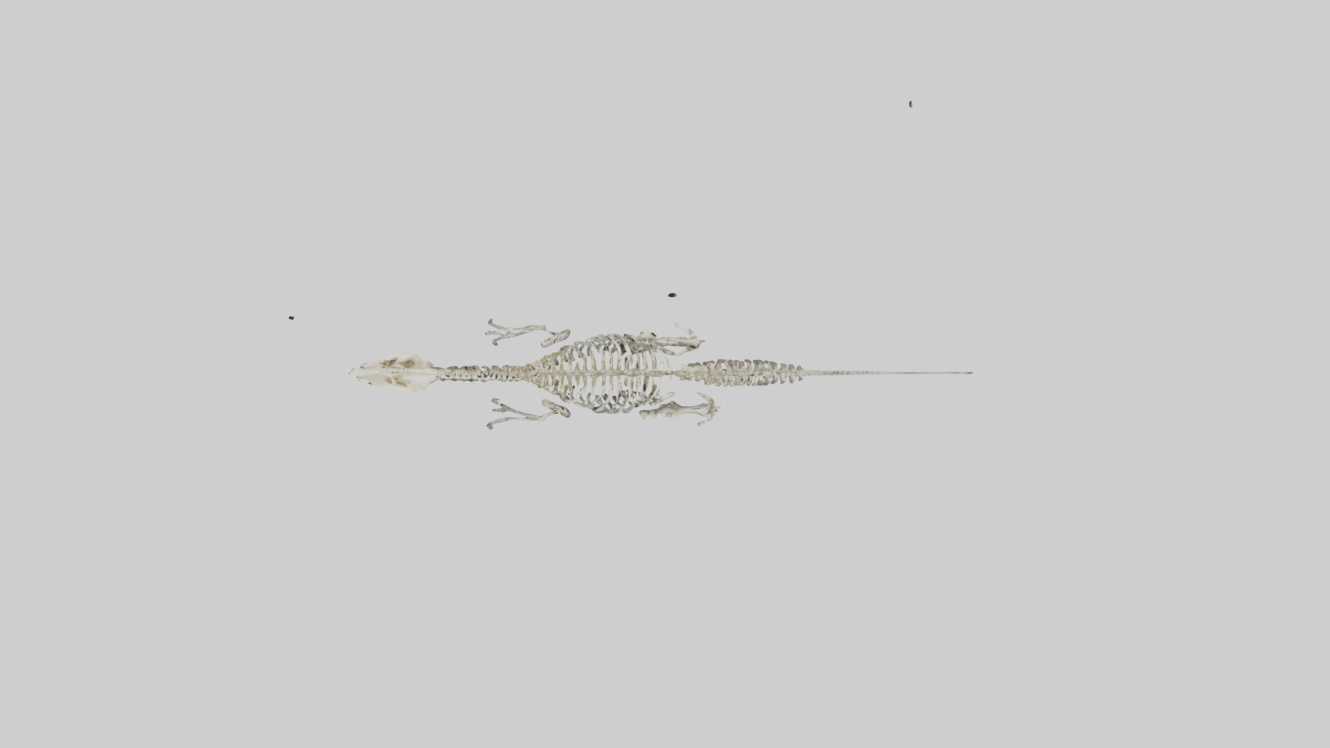 Plesiosaurus Skeleton model Low-poly 3D model_14