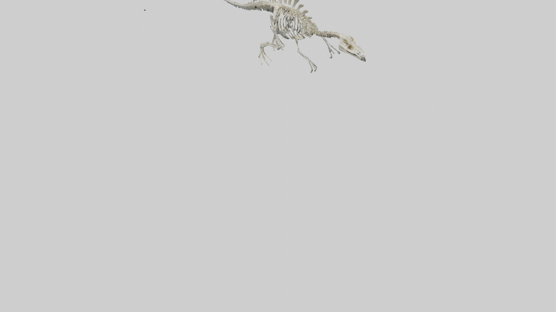 Plesiosaurus Skeleton model Low-poly 3D model_4