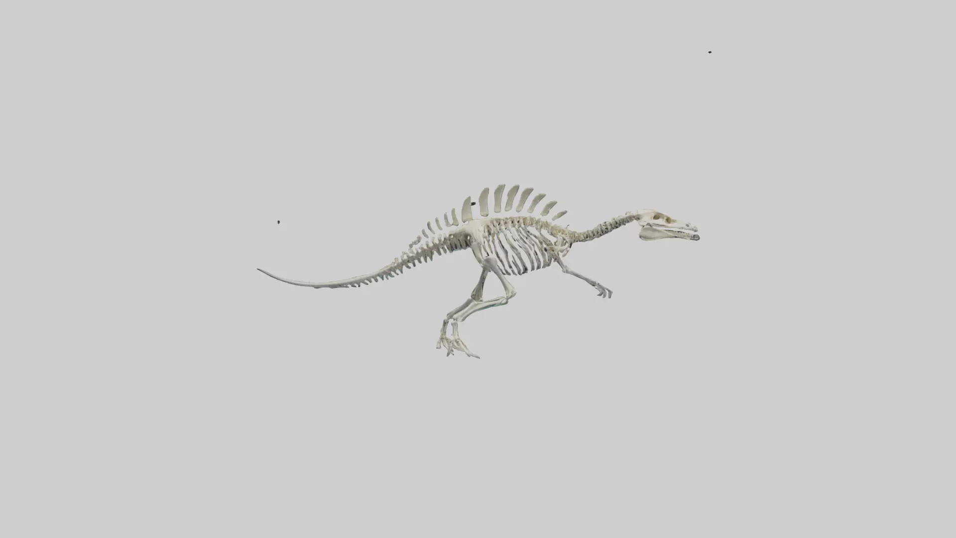 Plesiosaurus Skeleton model Low-poly 3D model_0