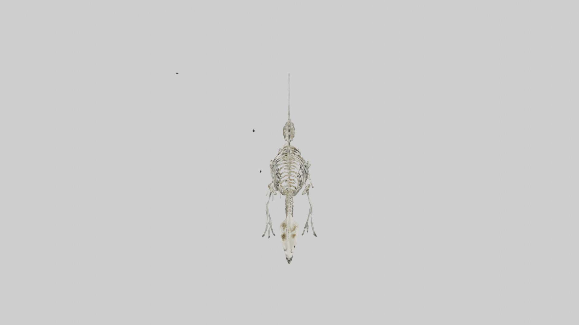 Plesiosaurus Skeleton model Low-poly 3D model_18
