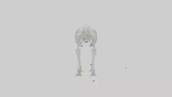 Polar Bear Skeleton model