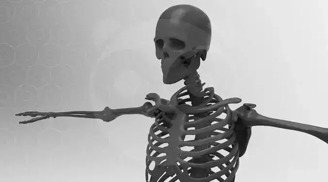 Skeleton x2 - Rigged - Animated Low-poly 3D model