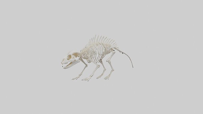 Porcupine Skeleton model Low-poly 3D model