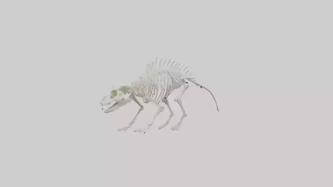 Porcupine Skeleton model
