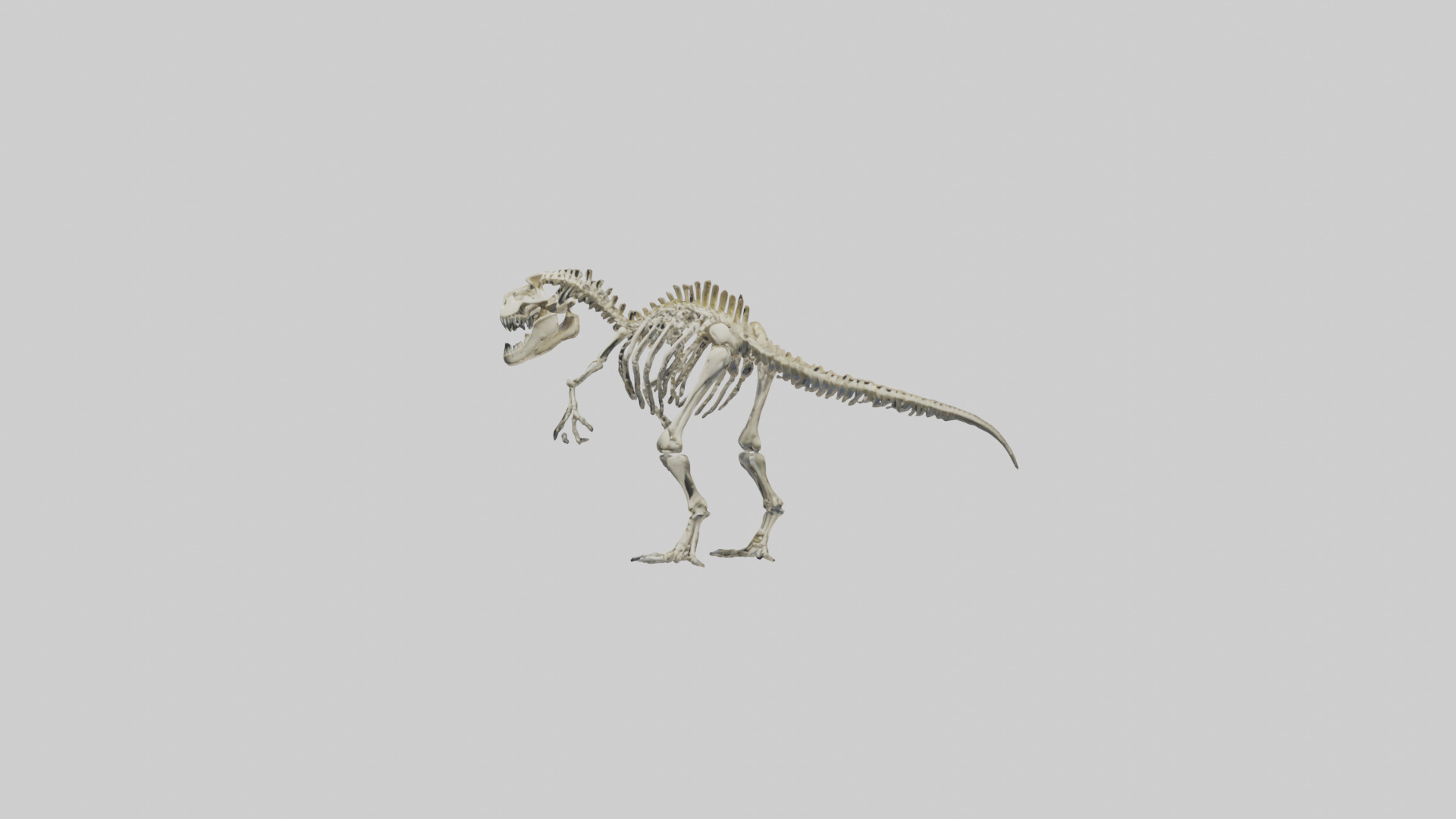 Postosuchus Skeleton model Low-poly 3D model_10