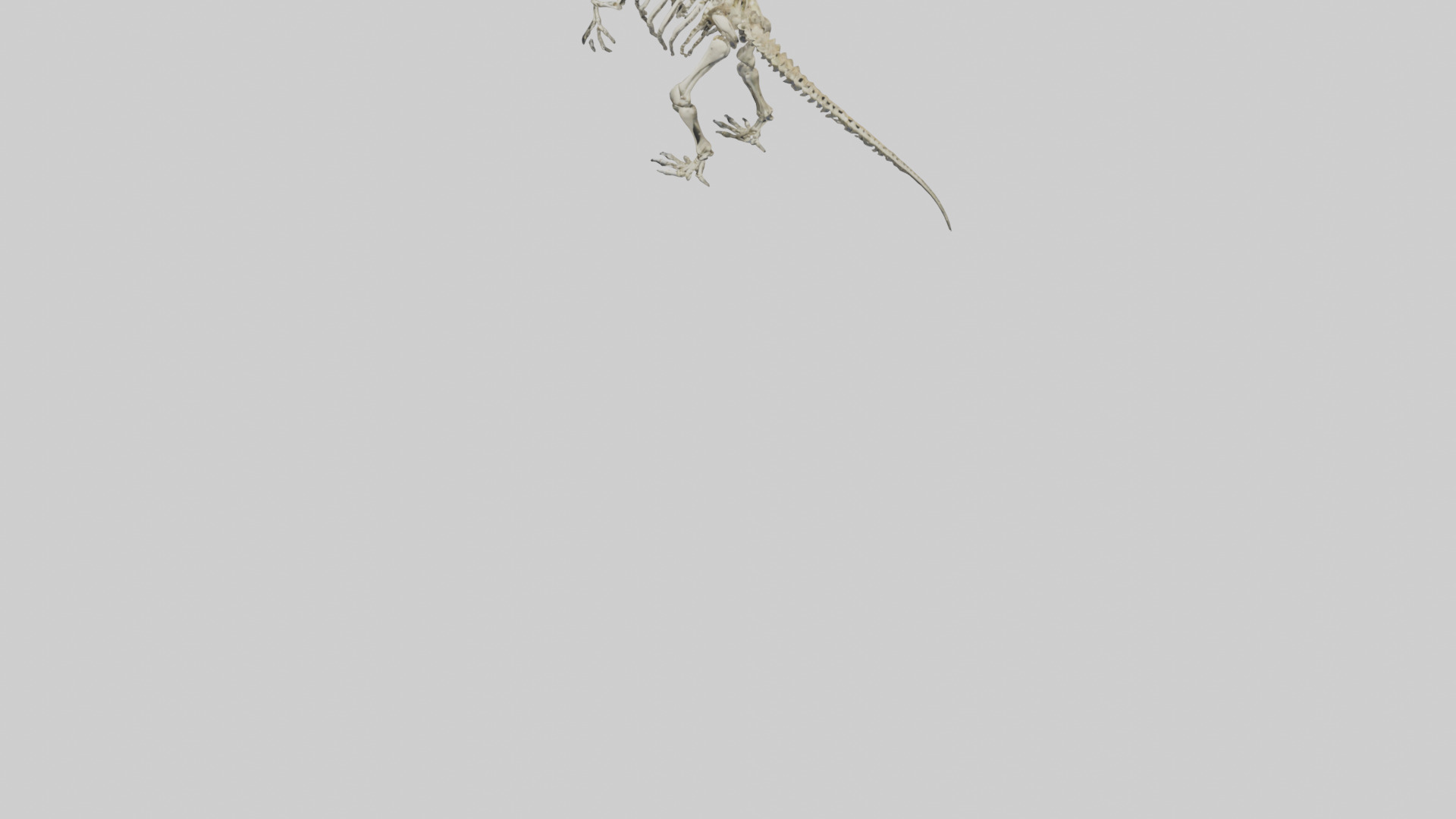 Postosuchus Skeleton model Low-poly 3D model_5