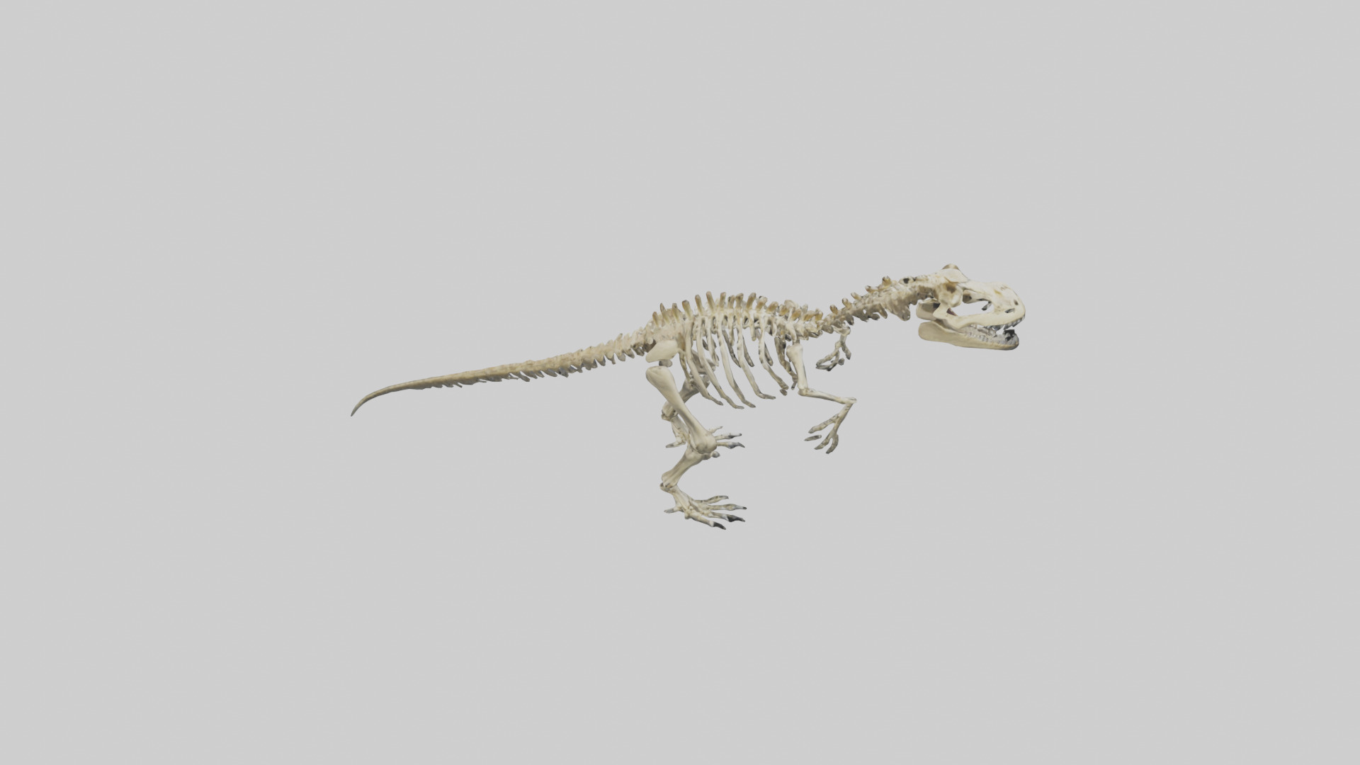 Postosuchus Skeleton model Low-poly 3D model_15