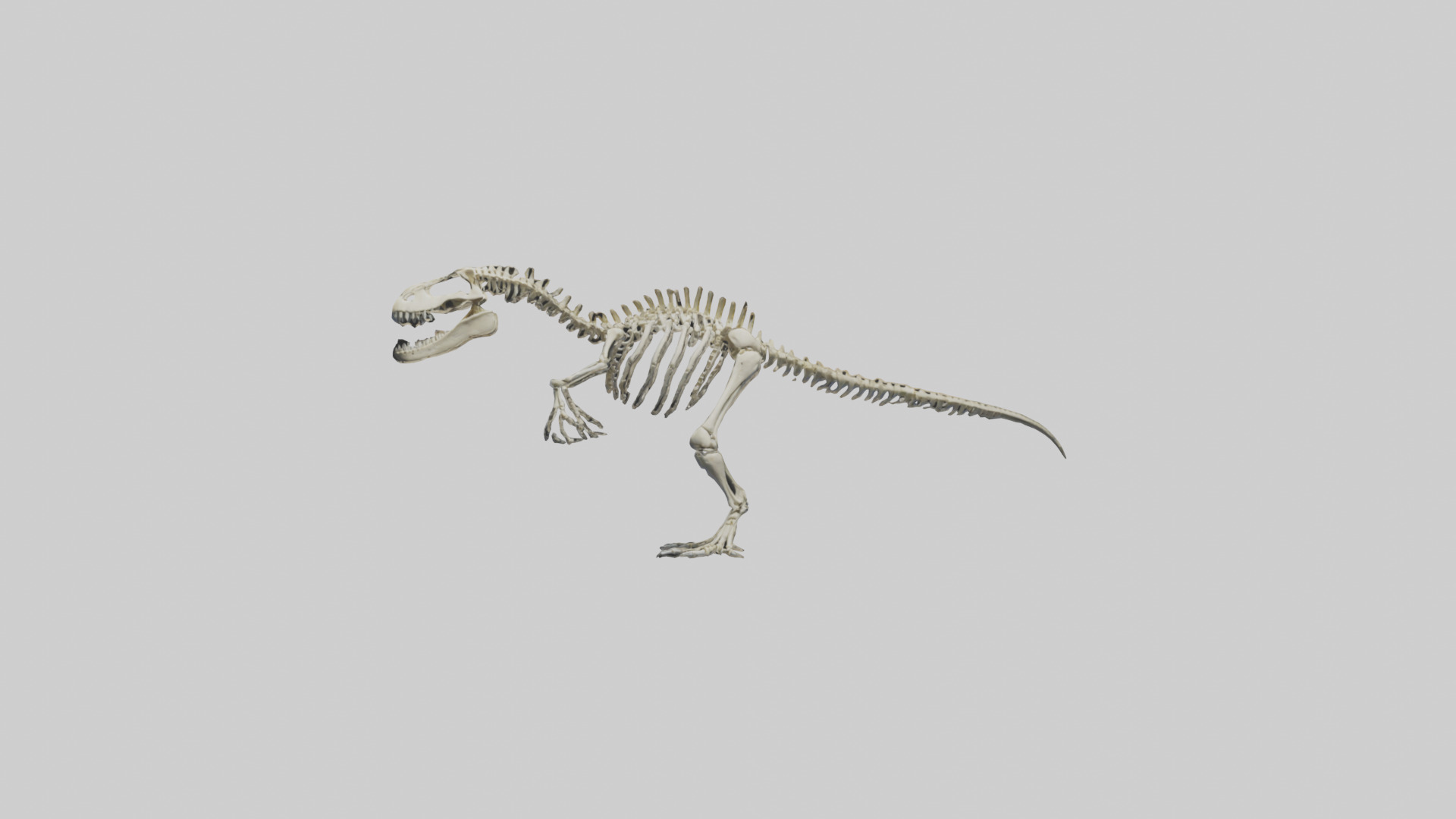 Postosuchus Skeleton model Low-poly 3D model_9