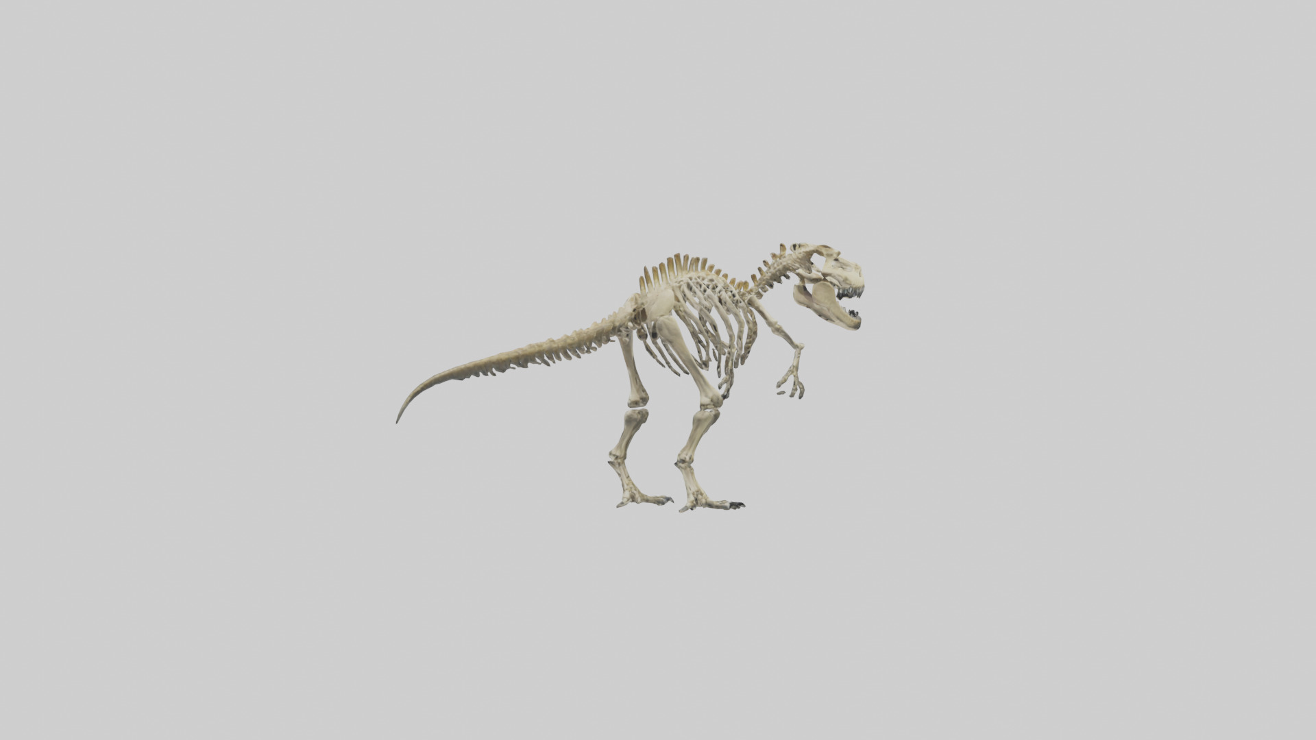 Postosuchus Skeleton model Low-poly 3D model_1