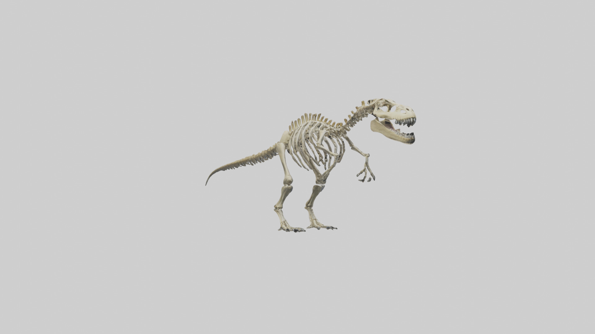 Postosuchus Skeleton model Low-poly 3D model_2