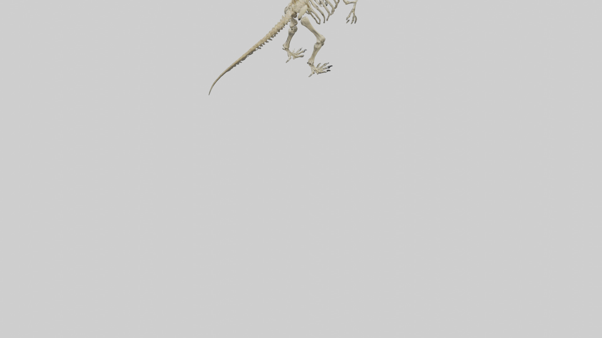 Postosuchus Skeleton model Low-poly 3D model_3
