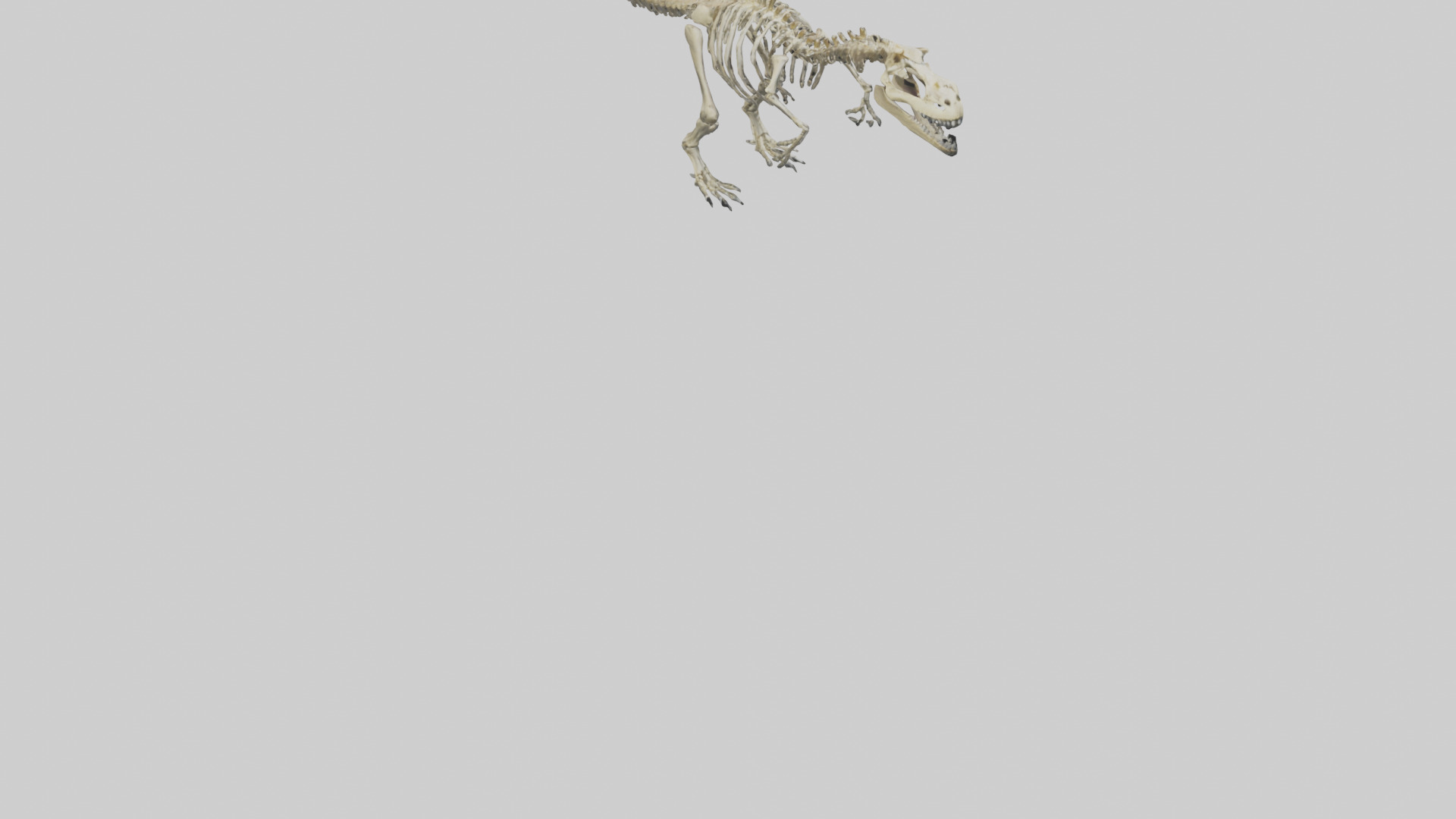 Postosuchus Skeleton model Low-poly 3D model_4