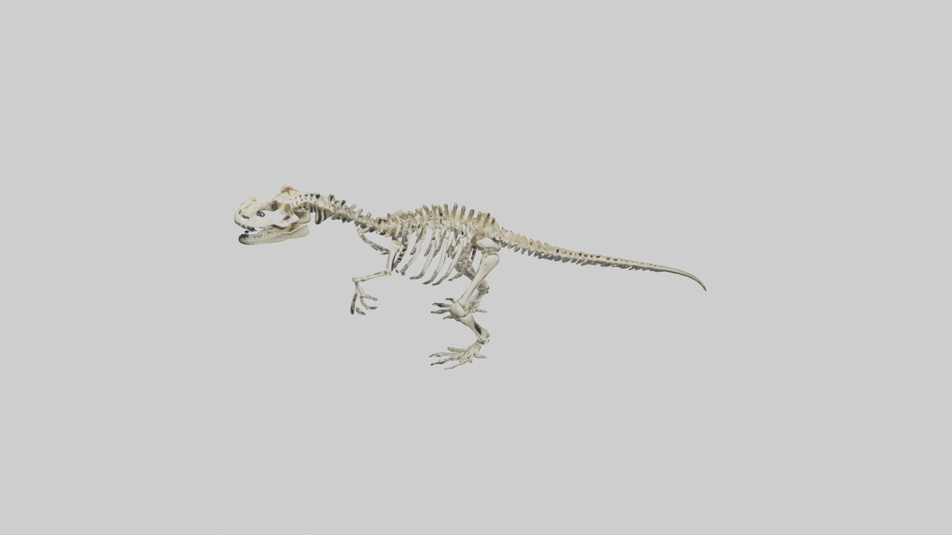 Postosuchus Skeleton model Low-poly 3D model_16