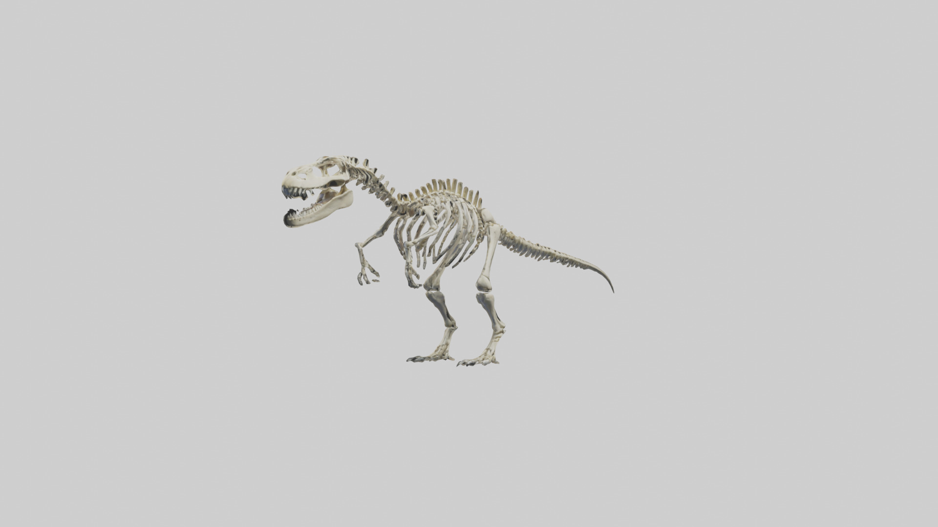 Postosuchus Skeleton model Low-poly 3D model_7