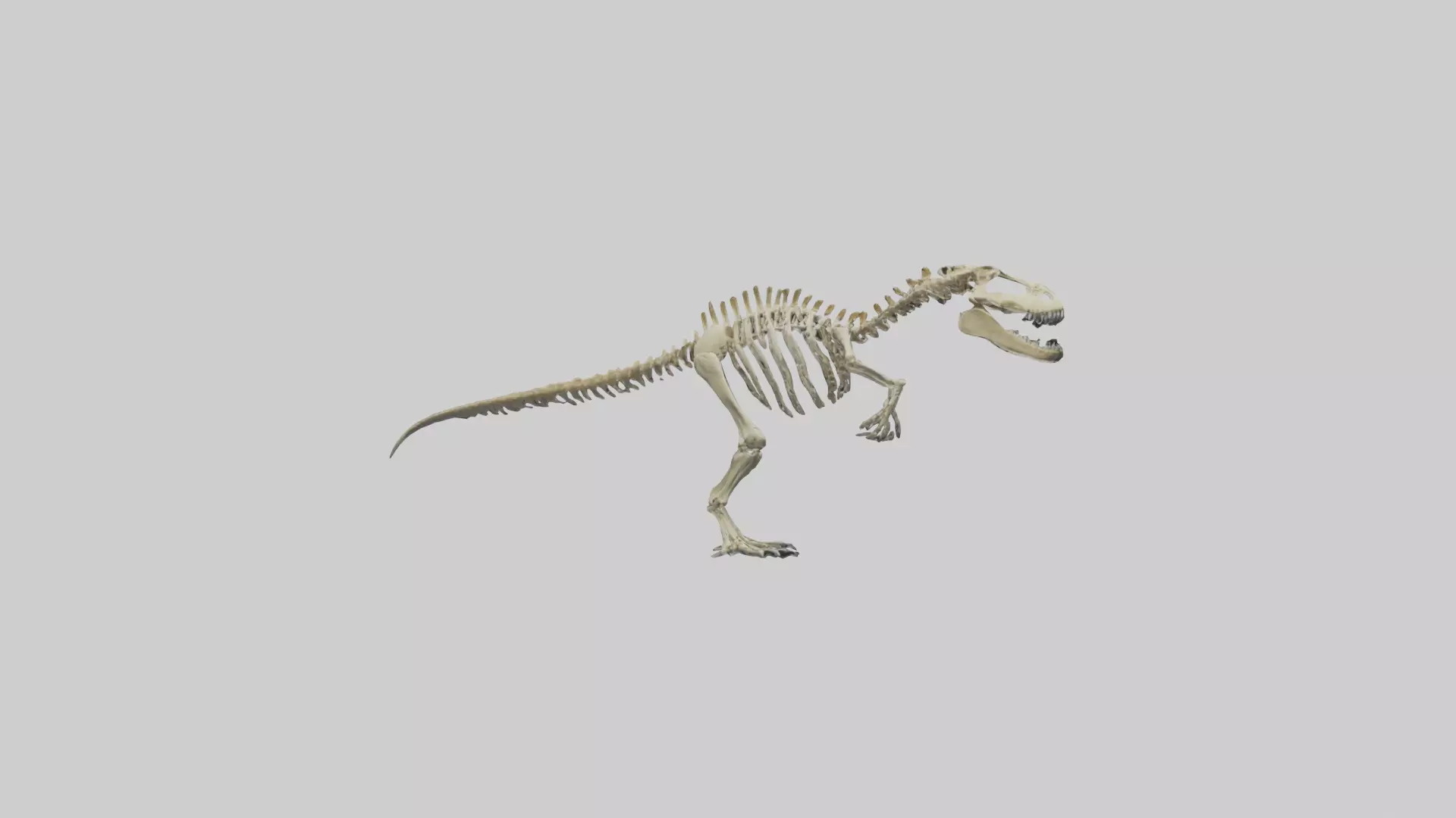 Postosuchus Skeleton model Low-poly 3D model_0