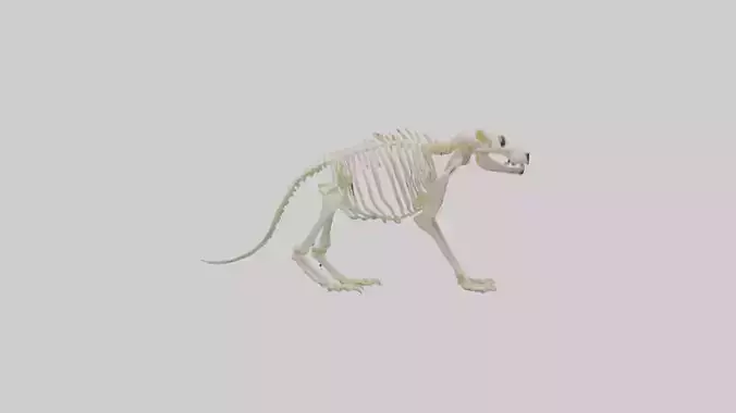 Prairie Dog Skeleton model