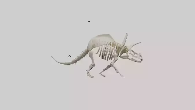 Protoceratops Skeleton model